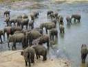 Sri_Lanka_elephant_orphanage